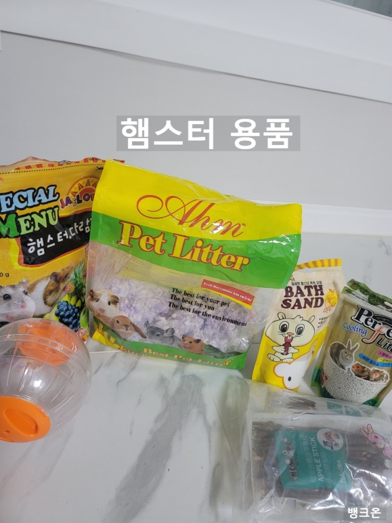 햄스터 단점 애완동물 1