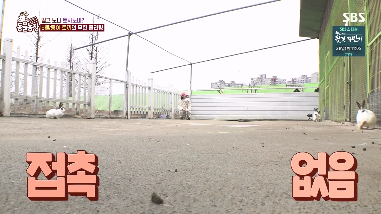 TV 동물농장.E1167.240415p-NEXT.mp4_20240414_160924.983.jpg