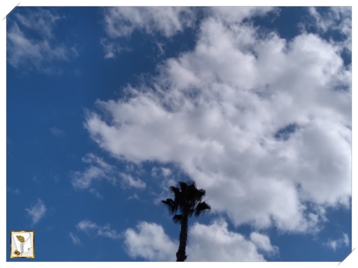캘리포니아 하늘&#44; 팜츄리