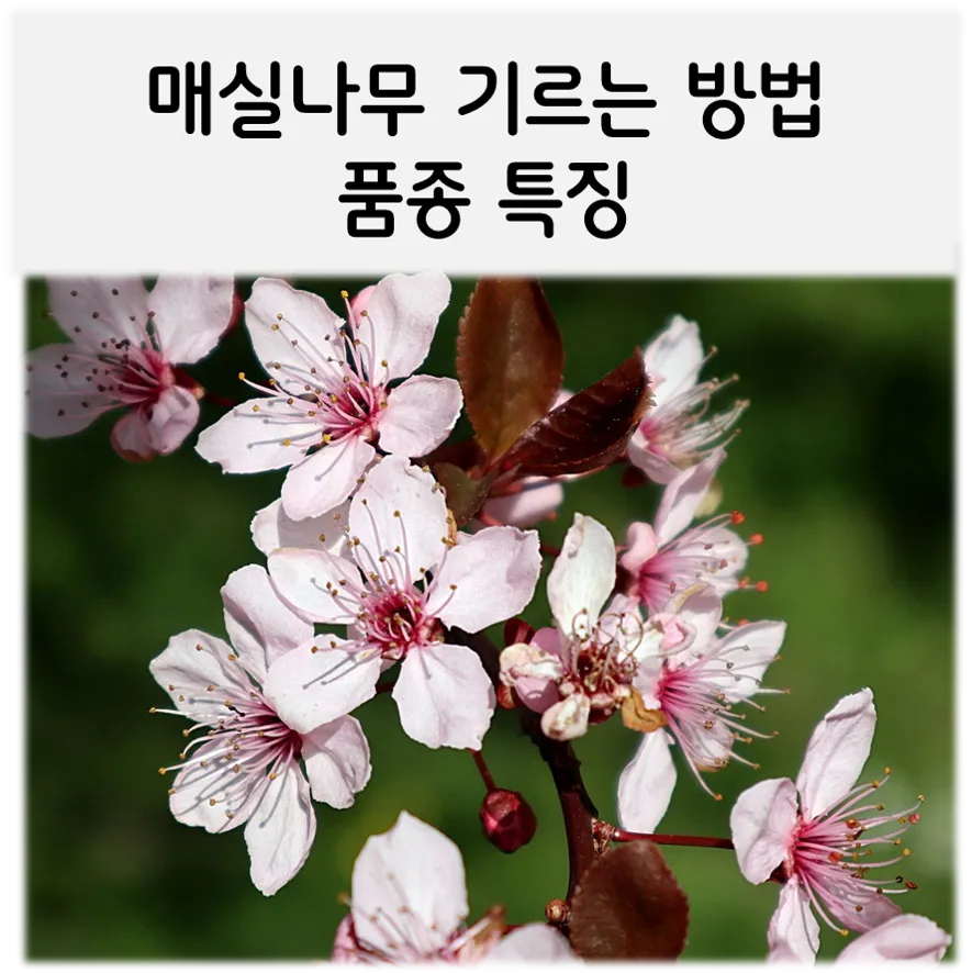  매실나무 어떻게 기르나요?