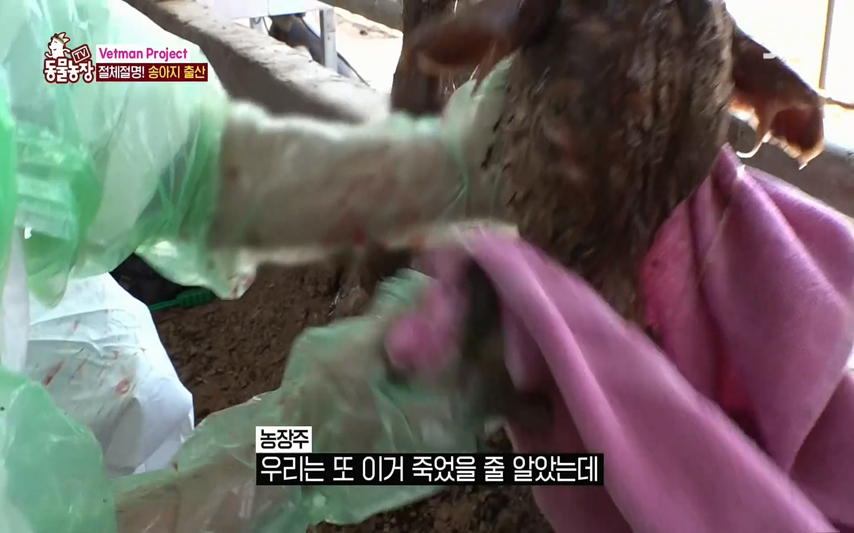 TV 동물농장.E1069.220515p.H264-F1RST.mp4_20220515_180054.523.jpg