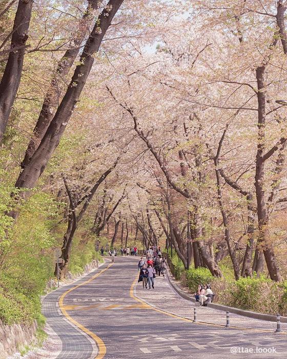 남산둘레길-벚꽃-출처-한국관광공사