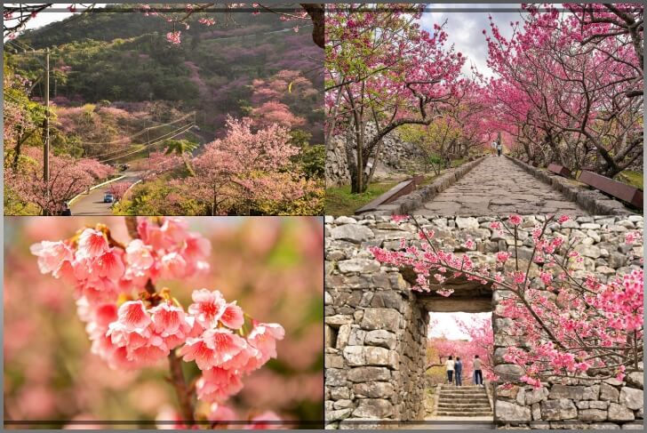오키나와벚꽃명소