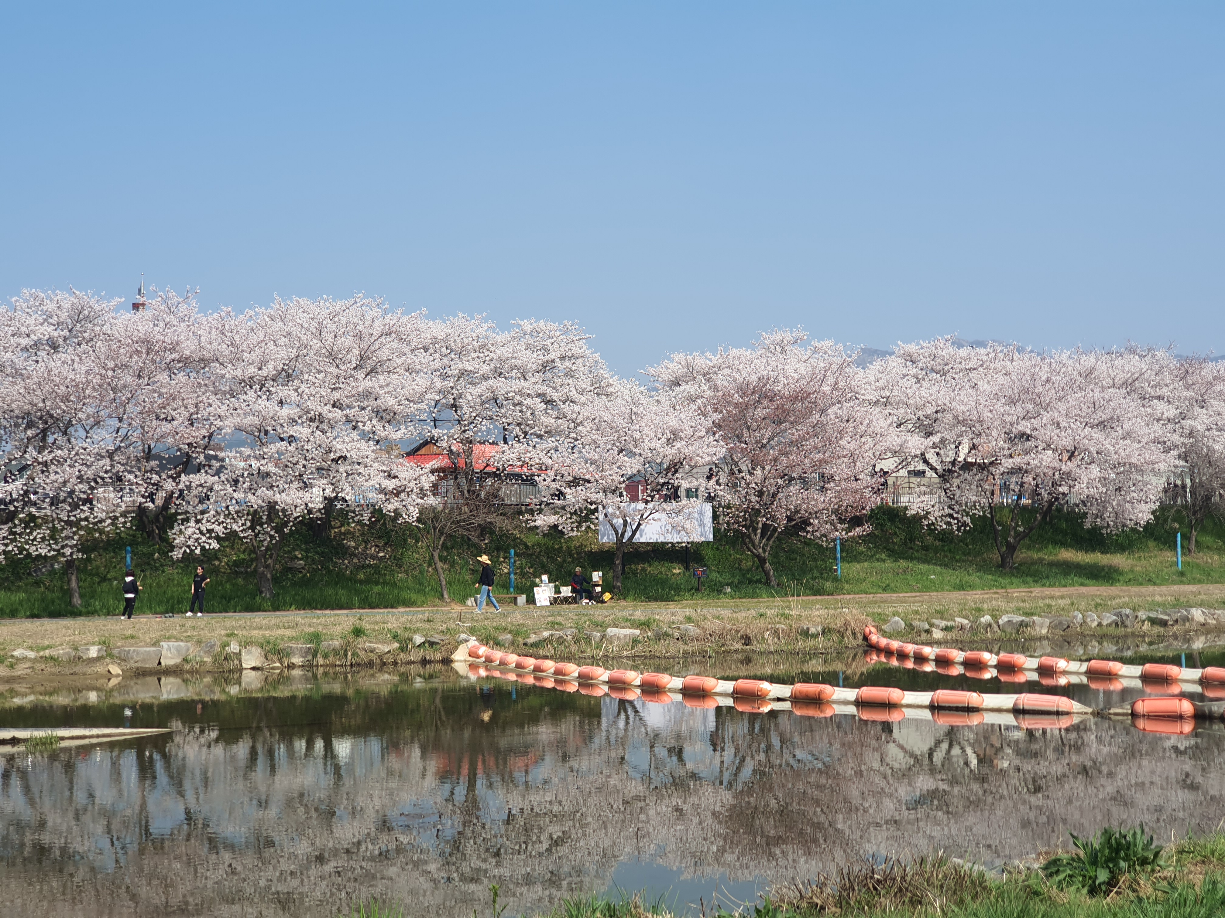 서산 벚꽃 명소 해미천, 산책 루트 사진 찍기 좋은 포인트