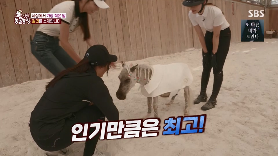 TV 동물농장.E1126.230625p.H264-F1RST.mp4_20230626_204258.907.jpg