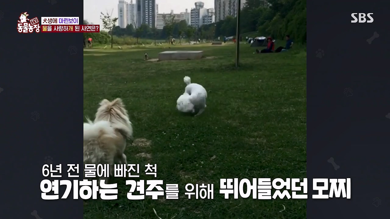 TV 동물농장.E1137.230911p-NEXT.mp4_20230910_183202.476.jpg