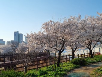 벚꽃 명소