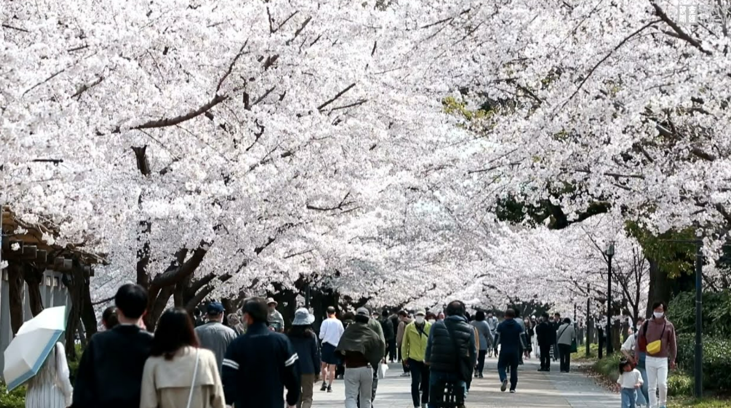 오사카성의 벚꽃 모습