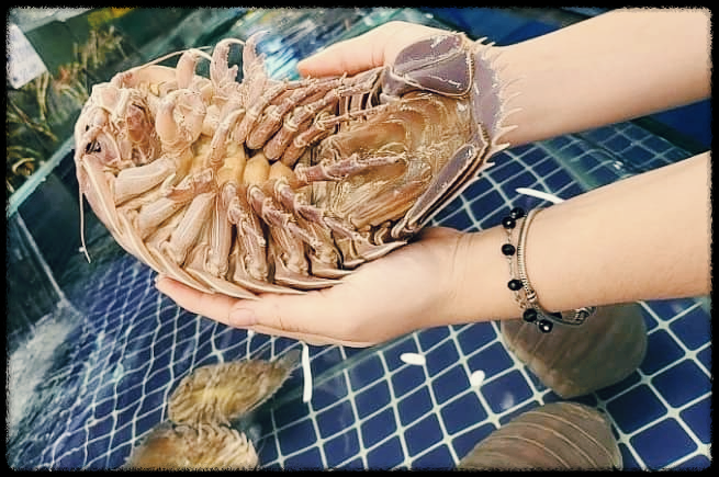 큰바다딱정벌레