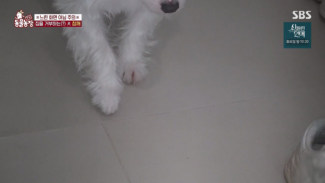 TV 동물농장.E1177.240624p-NEXT.mp4_20240623_163754.901.jpg