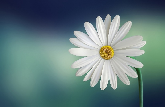하얀 꽃 한 송이 사진