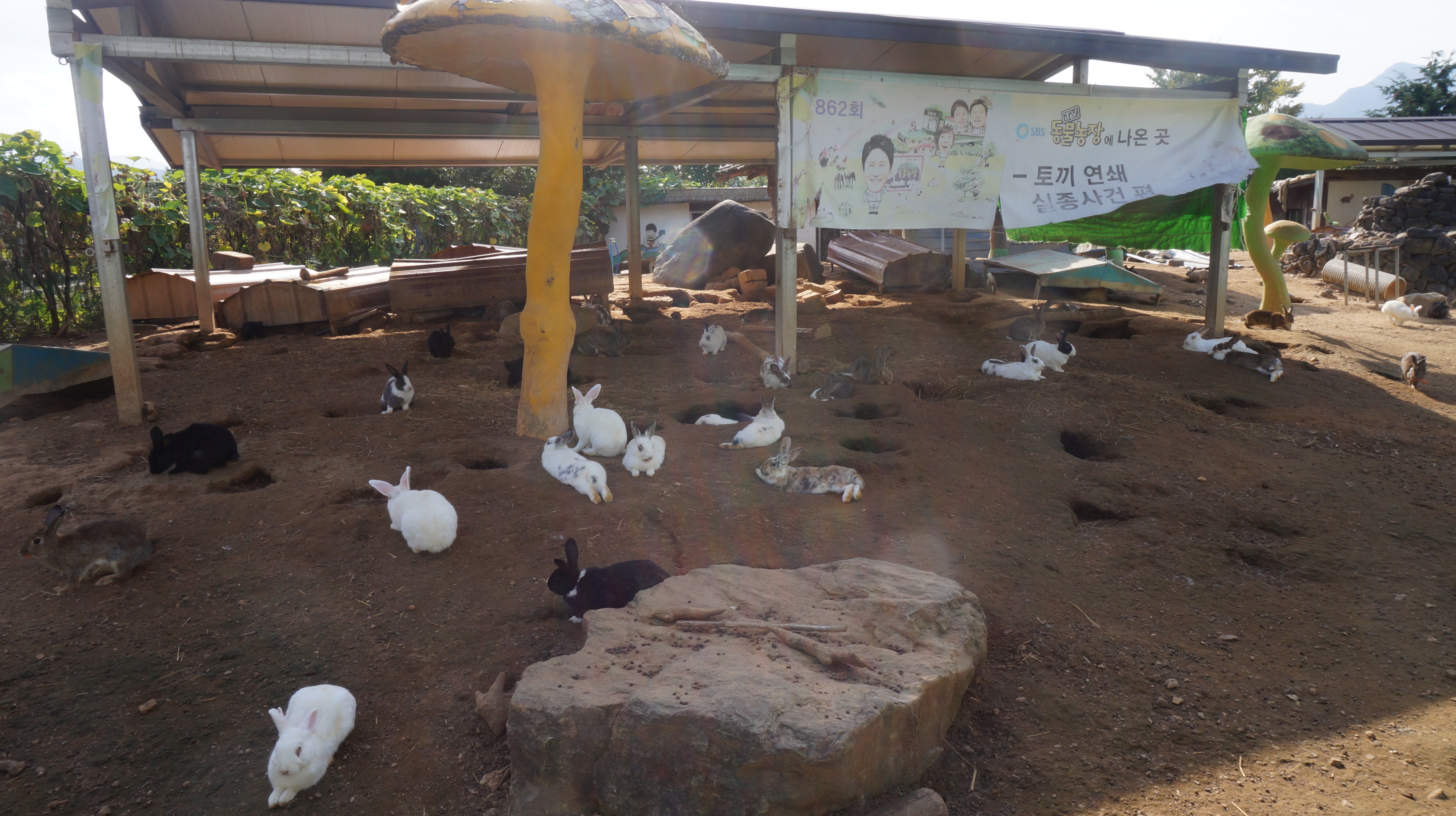 곡성기차마을_토끼먹이주기