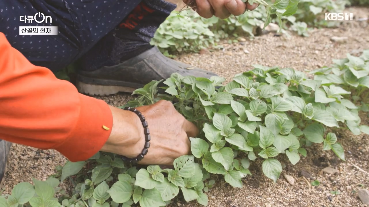 다큐 온.E245.240414p-NEXT.mp4_20240414_142436.882.jpg