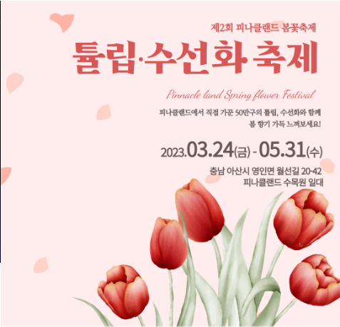 피나클랜드 튤립 수선화 축제