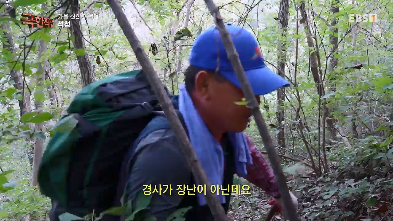 TV - 전 국민의 평생학교 EBS가을 산의 대물! 석청과 버섯.mp4_20230916_171652.470.jpg