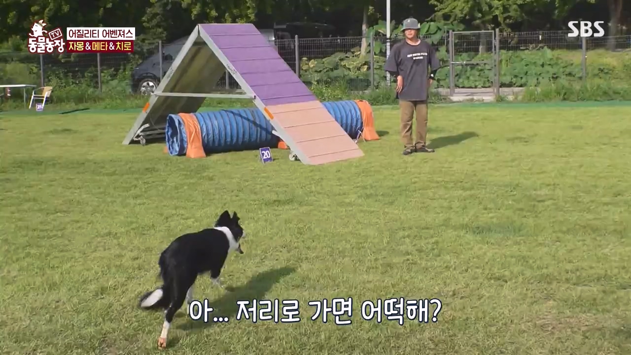 TV 동물농장.E1135.230828p-NEXT.mp4_20230827_180808.872.jpg