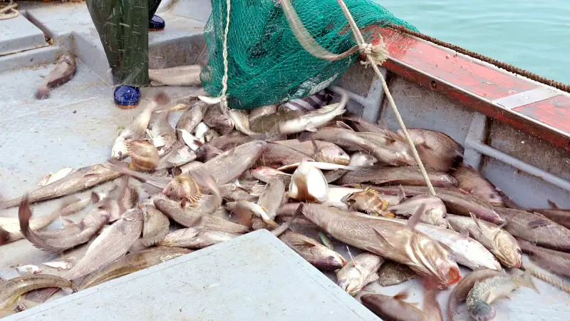 진도 쏠비치 대명리조트 배달 맛집 자연산 전문 여름 보양식 민어와 귀한 생선 붉바리 맛있는 횟집