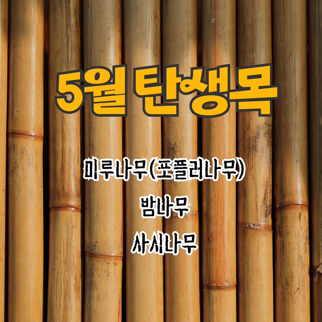  5월의 탄생목 - 미루나무(포플러나무), 밤나무, 사시나무