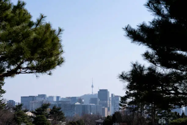 쑥 효능