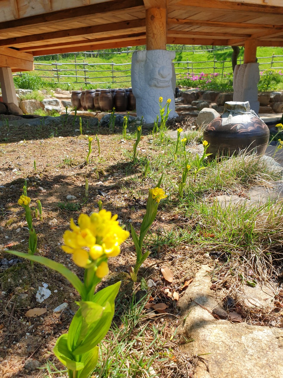 초연당 정원에 핀 금난초