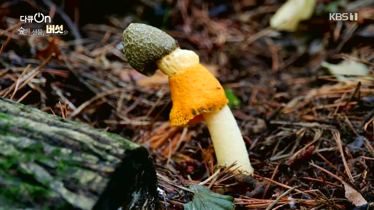 다큐 온.E227.231120p-NEXT.mp4_20231121_201830.231.jpg