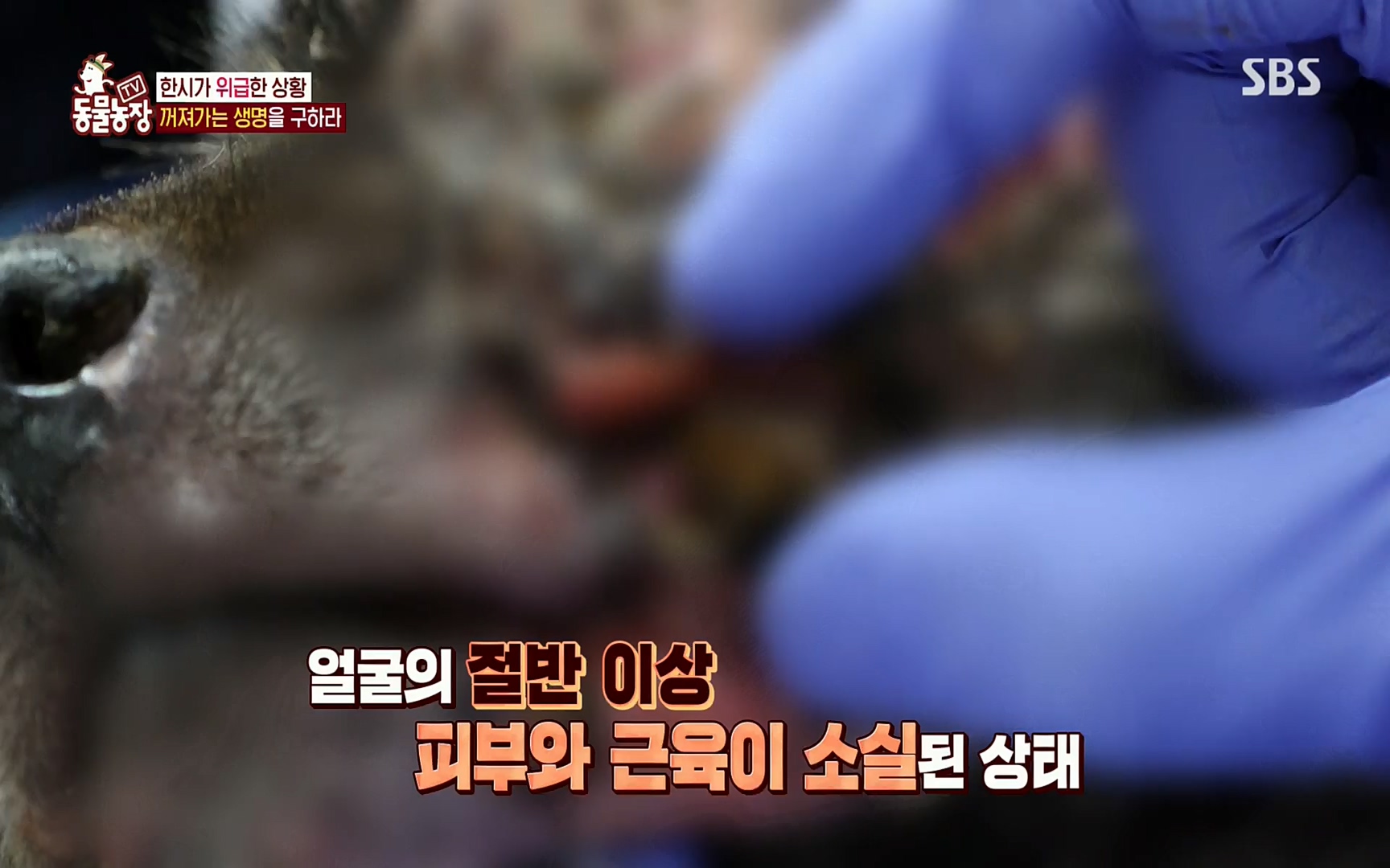 TV 동물농장.E1077.220710p.H264-F1RST.mp4_20220710_175436.523.jpg