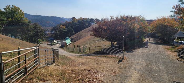 칠곡 양떼목장 길