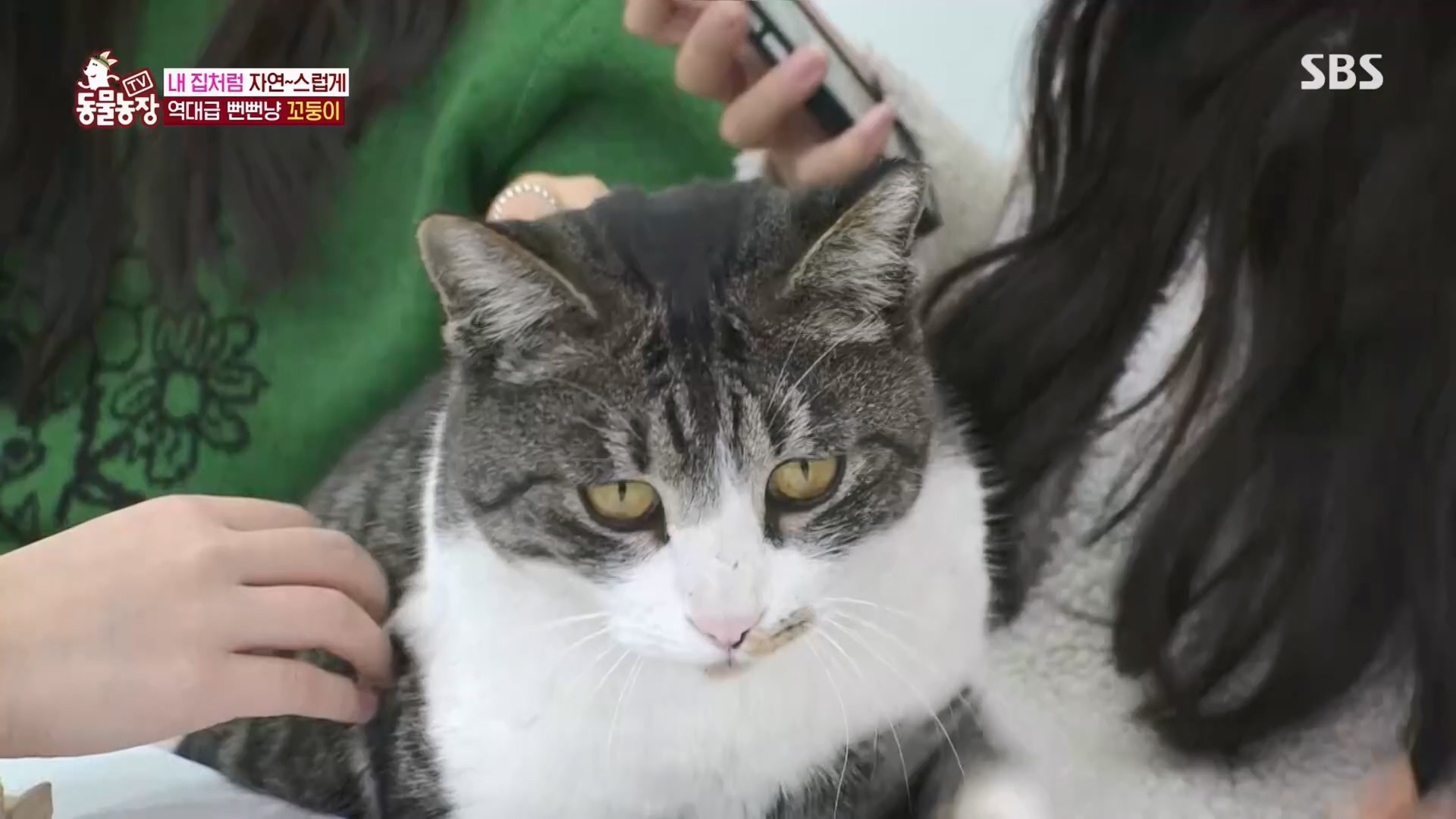 TV 동물농장.E1159.240218p.H264-F1RST.mp4_20240218_170005.464.jpg