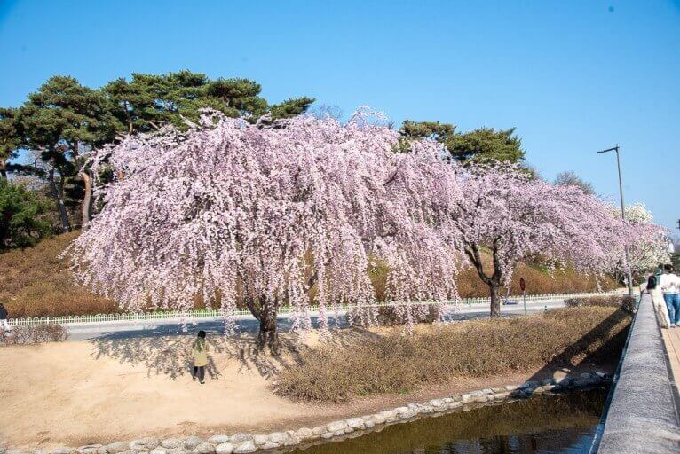 대전 근교 벚꽃 숨은 명소&amp;#44; 벚꽃 명소