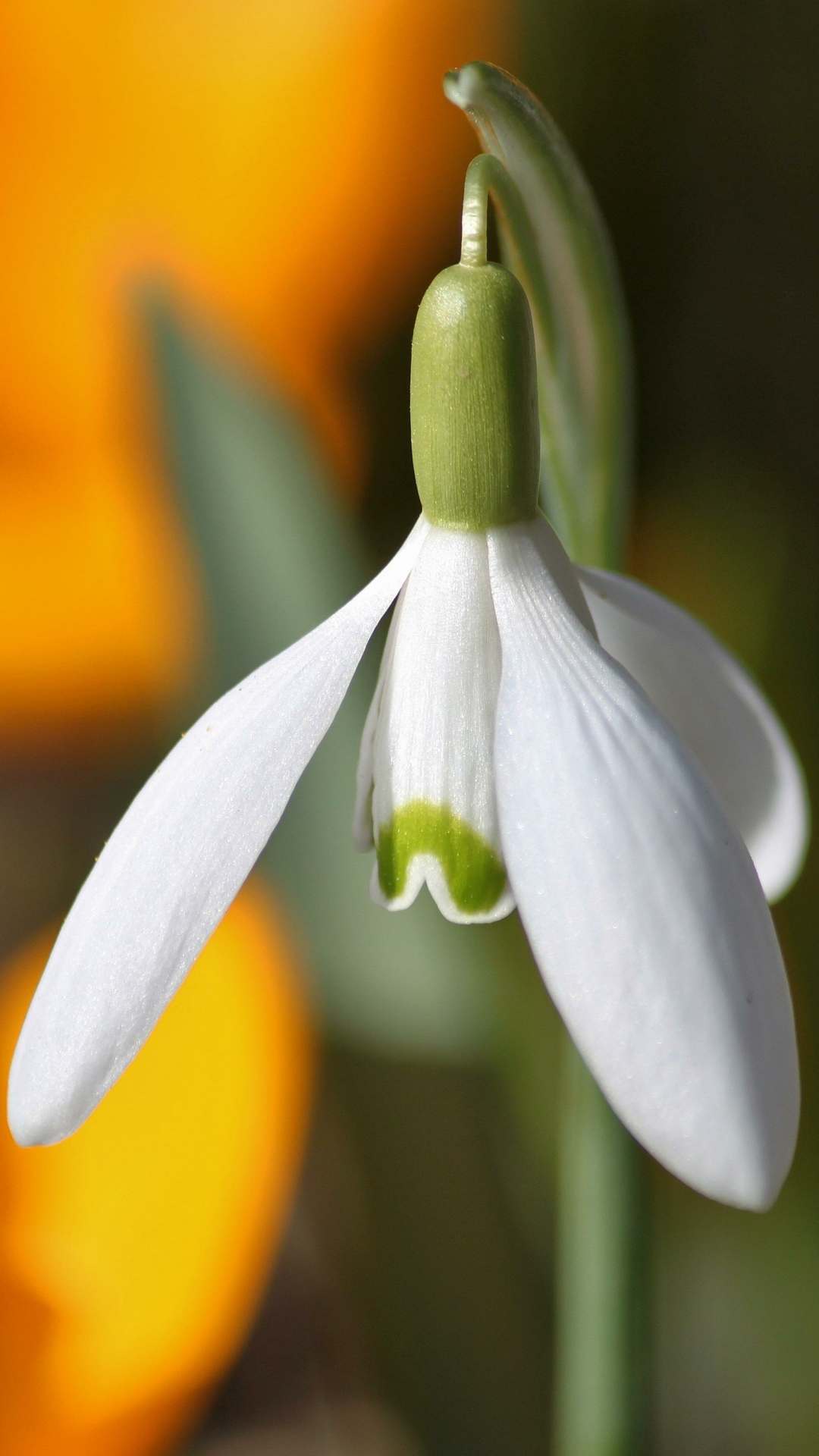 Snowdrop Flower iPhone Wallpaper