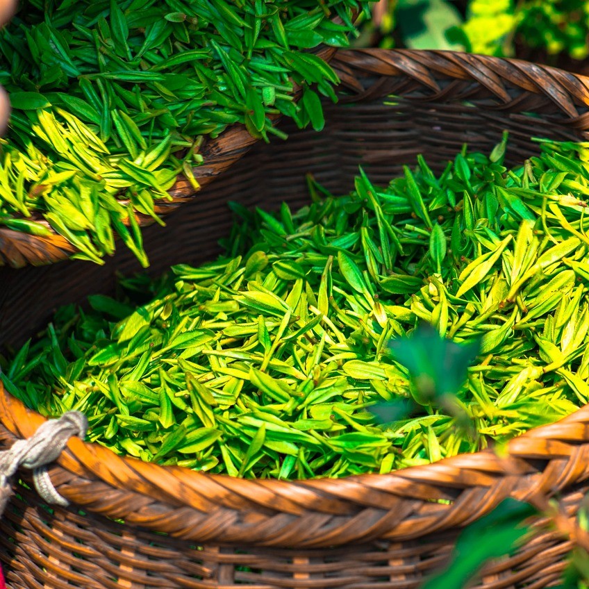 L-테아닌(L-Theanine)이 풍부하게 함유 되어 있다고 알려진 녹차잎(Green Tea) 사진