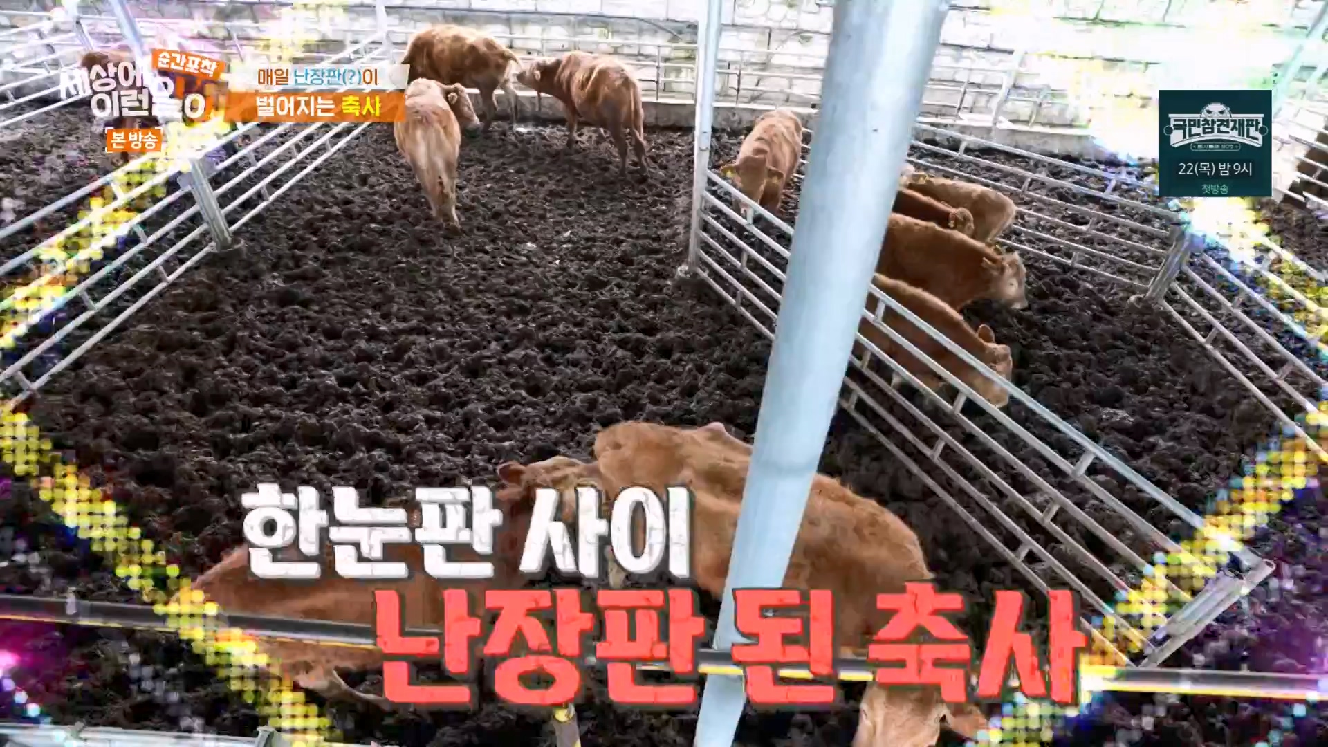 순간포착 세상에 이런일이.E1265.240217p-NEXT.mp4_20240218_151657.716.jpg