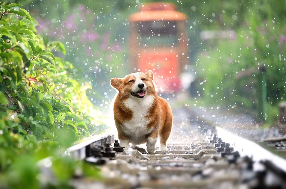  동물 꿈해몽 - 개 꿈
