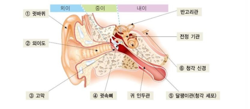 골전도 이어폰_귀의 구조