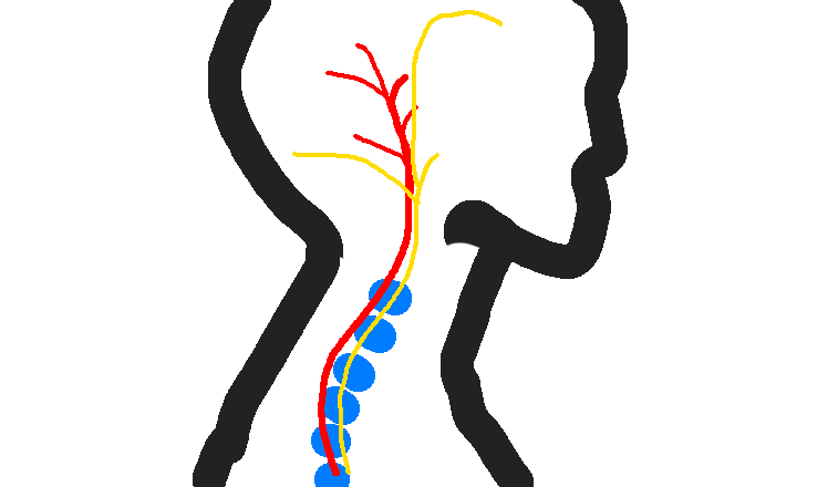 사람의 옆모습 혈관과 신경이 목을 따라 올라가는 그림