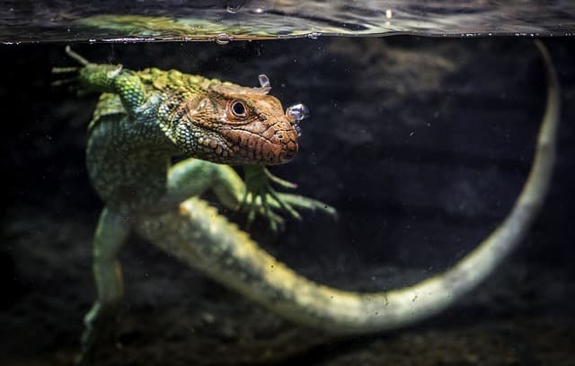 호랑이도마뱀(Tigrinus Lizard): 사막의 신비로운 생존자
