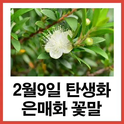 2월-9일-탄생화-은매화-꽃말