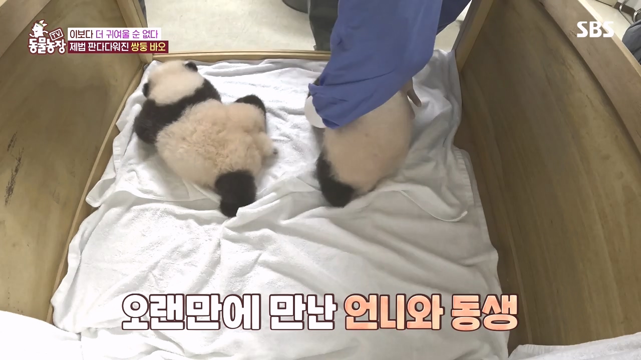 TV 동물농장.E1142.231023p-NEXT.mp4_20231022_173951.469.jpg