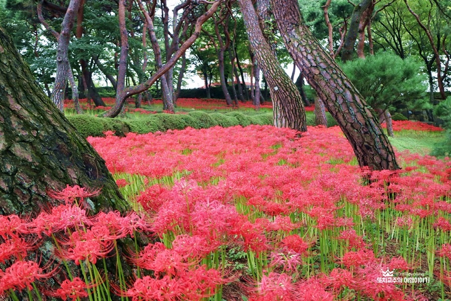 소나무 사이로 붉은색 꽃무릇이 지천에 피어 있는 사진