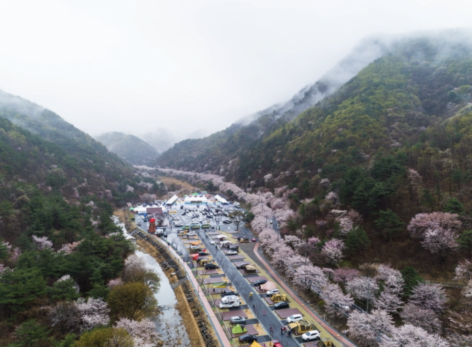 금산보곡산골산벚꽃축제