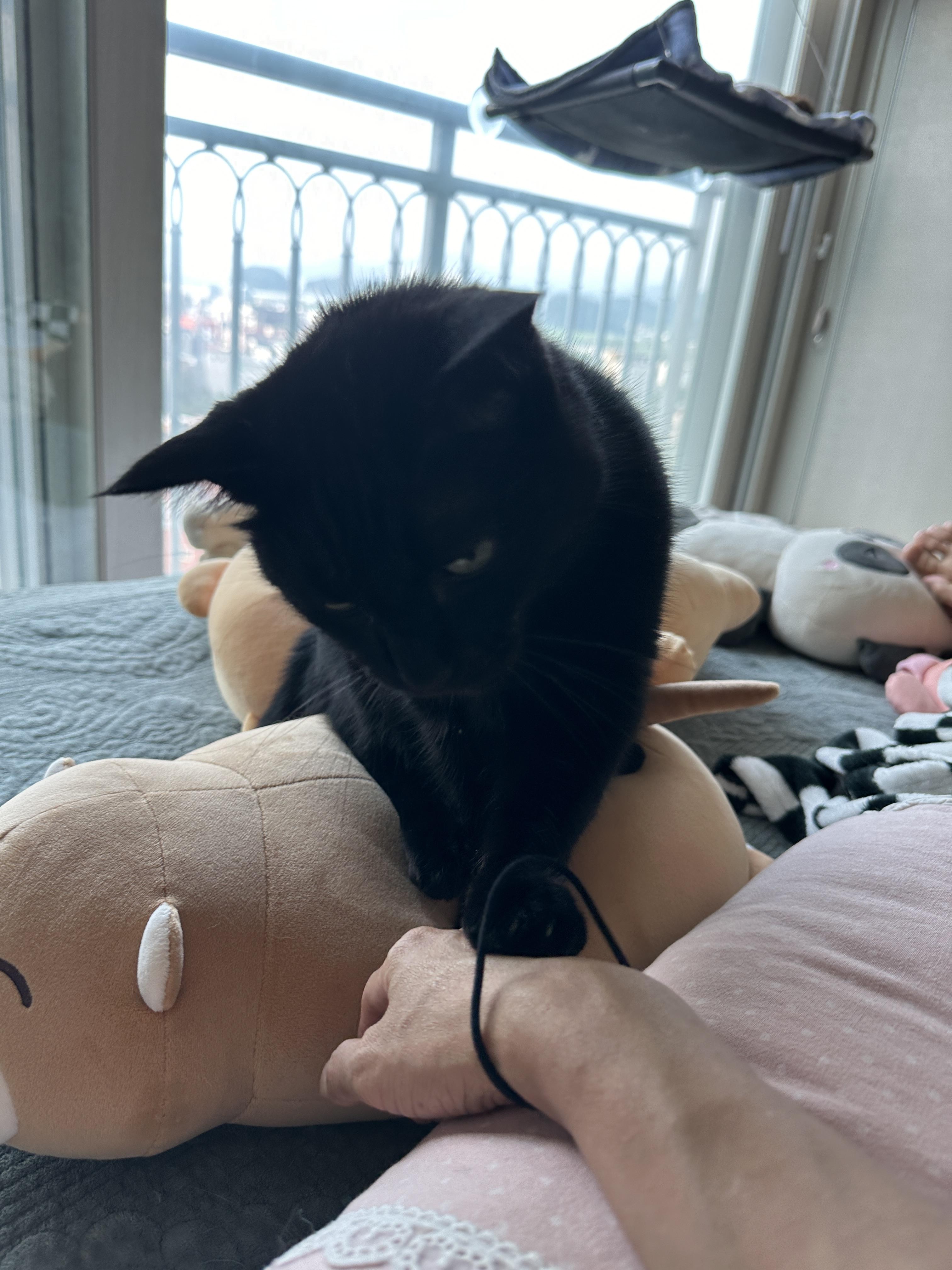 엄마_손목에_머리끈으로_놀고_있는_올블랙고양이_black_cat_건이_1