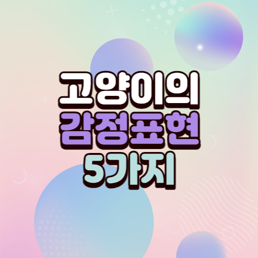 고양이감정표현썸네일