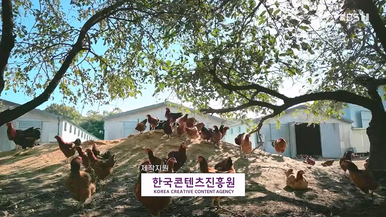 다큐 인사이트.E191.240532p-NEXT.mp4_20240601_163444.510.jpg