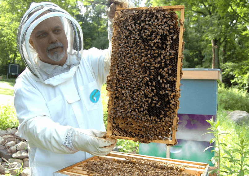 벌로 꿀 농사를 짓고 있는 사람 사진