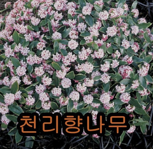  천리향나무의 효능과 먹는 법