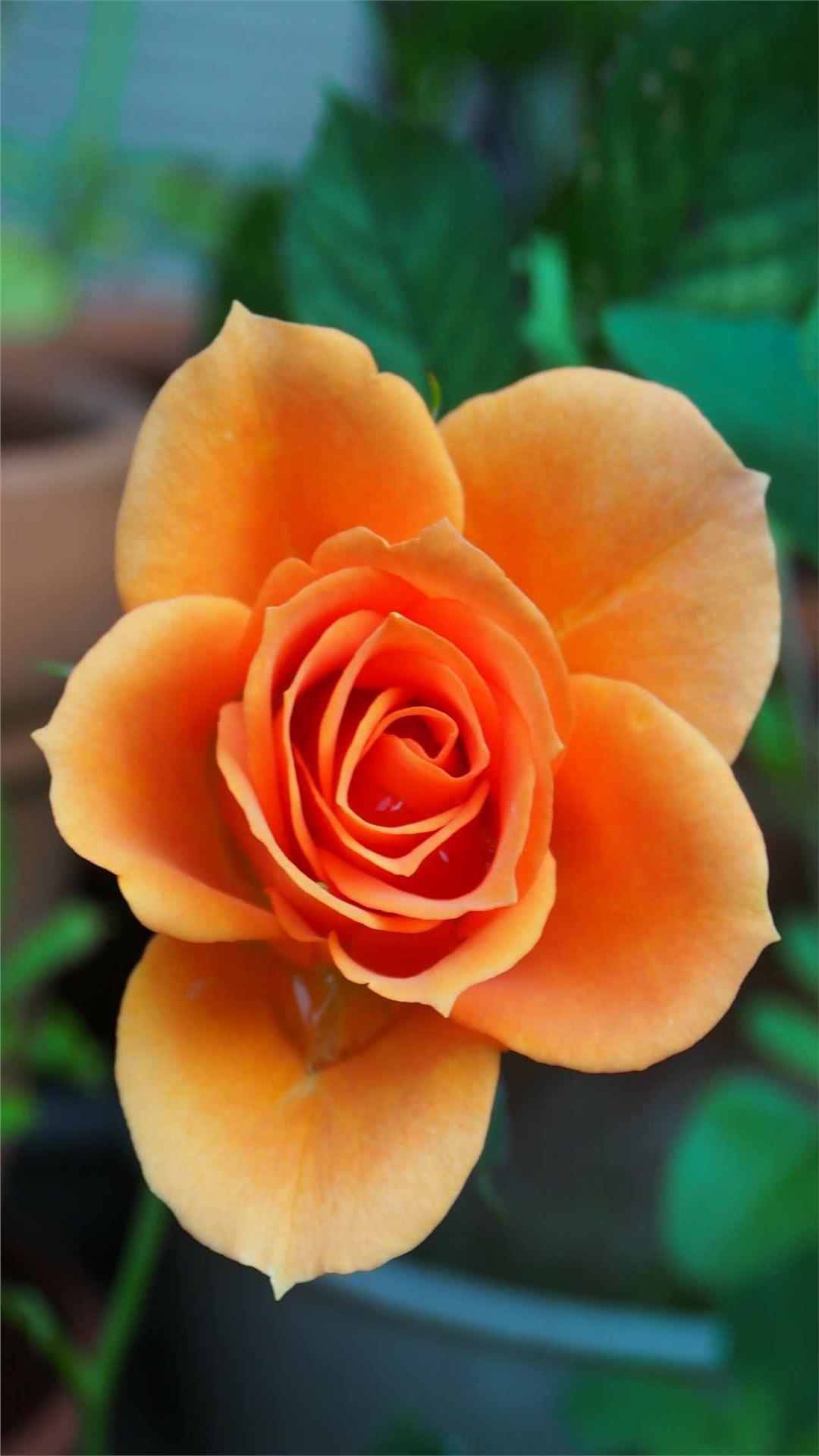 Rose Flower iPhone Wallpaper