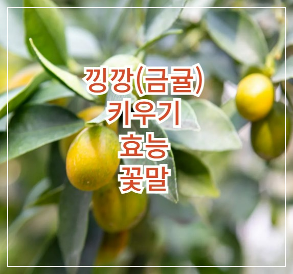 낑깡(금귤)