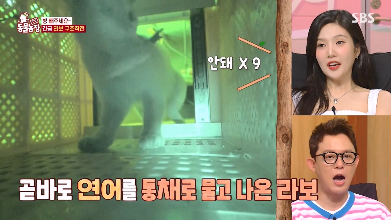 TV 동물농장.E1133.230814p-NEXT.mp4_20230813_171354.623.jpg