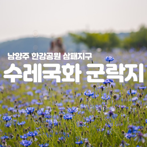  남양주 한강공원 삼패지구: 수레국화 군락지
