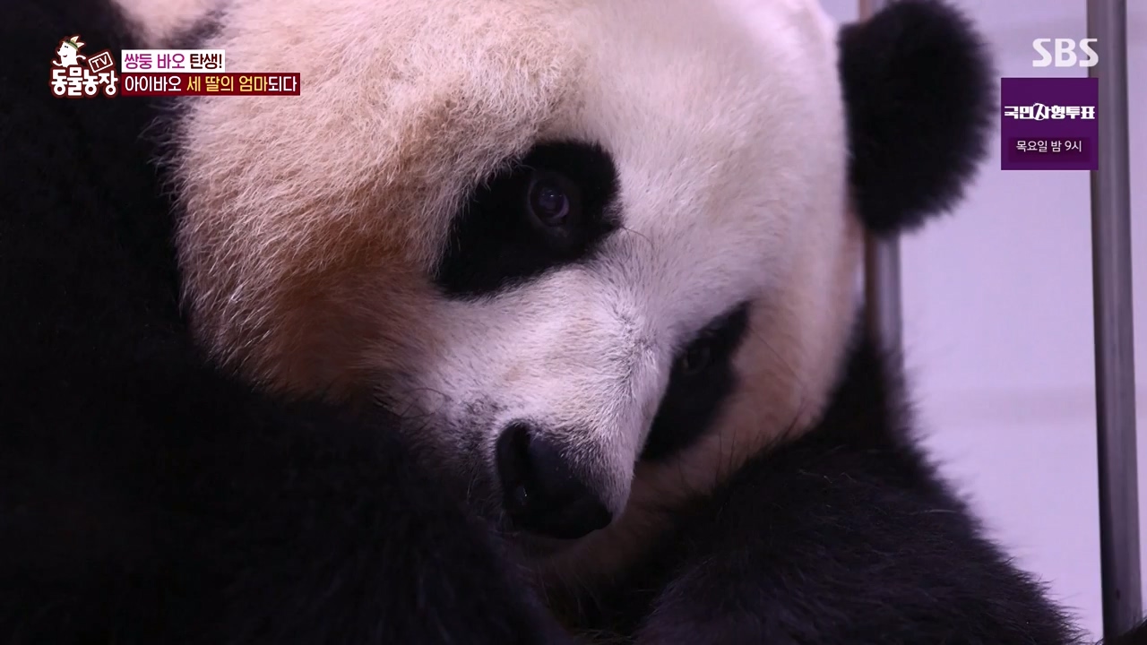 TV 동물농장.E1133.230814p-NEXT.mp4_20230813_171338.786.jpg